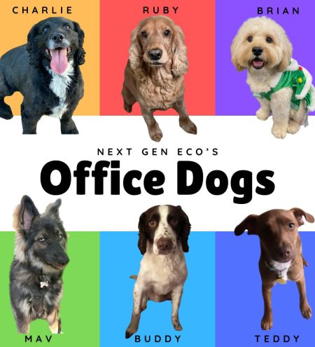 Unleashing Happiness: Meet the Adorable Office Dogs of Next Gen Eco!